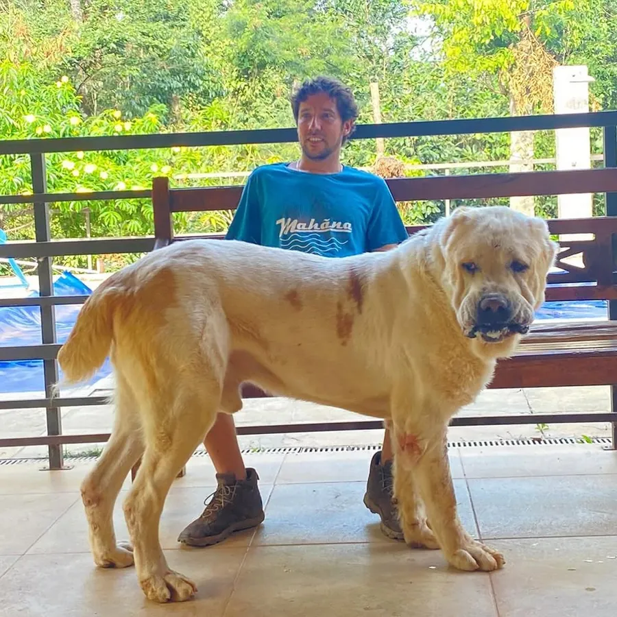 Alabai dourado em pé na varanda, com o tutor sentado ao fundo
